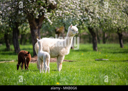 Alpaca bianco con prole, sud americana di mammifero Foto Stock