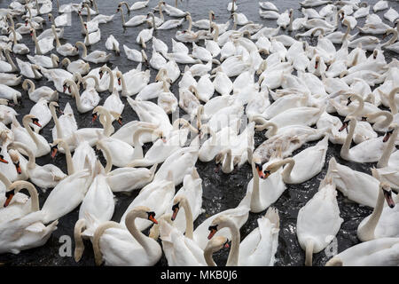 Abbotsbury Swannery nel Dorset, Regno Unito. Foto Stock