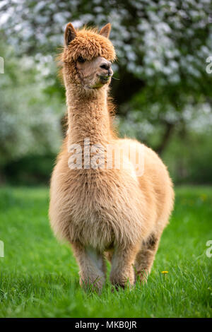 Alpaca adulto nel seno della natura, sud americana di mammifero Foto Stock