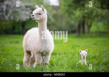 Alpaca bianco con prole, sud americana di mammifero Foto Stock