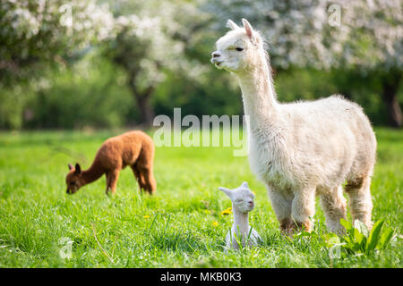 Alpaca bianco con prole, sud americana di mammifero Foto Stock