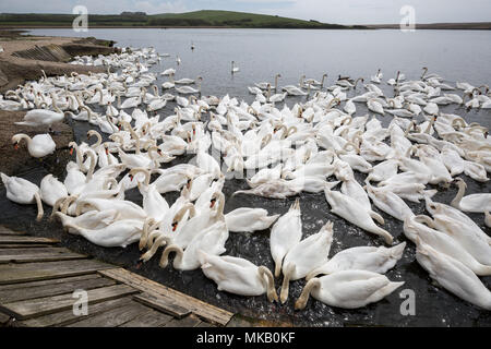 Abbotsbury Swannery nel Dorset, Regno Unito. Foto Stock