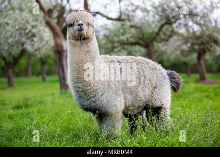 Alpaca adulto nel seno della natura, sud americana di mammifero Foto Stock