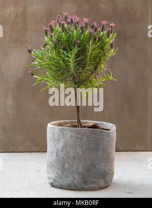 Un bellissimo e rabboccato lavanda tree (Lavandula stoechas subsp. pedunculata " Willow Vale') con rosa a fiori viola in una bella pietra-come pot. Foto Stock