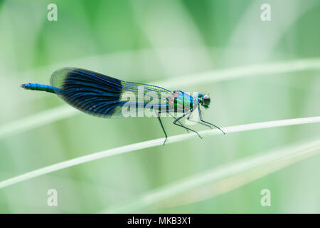 Lato scocca completo vista di un nastrare Demoiselle (Calopteryx splendens) seduto su una lama di erba di fronte sfocato sfondo naturale. Foto Stock