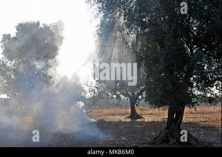 Copertino, preparazione del terreno per la raccolta delle olive. L'Italia. Foto Stock