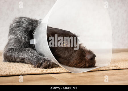 Cane con elizabethan (buster) collare sdraiato sul pavimento Foto Stock