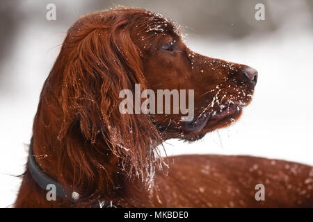 Ritratto di setter irlandese sul camminare in inverno Foto Stock