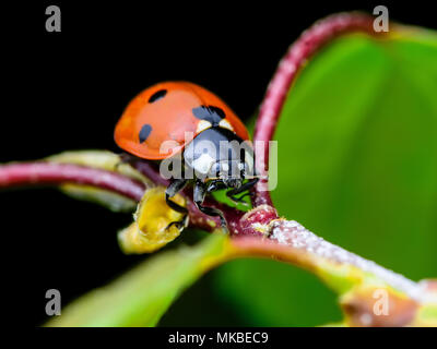 Coccinella insetto su ramoscello Macro Foto Stock