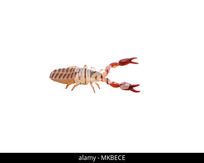 Gattona Pseudoscorpion Spider Tick aracnide insetto isolato su bianco Foto Stock