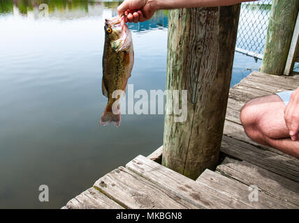 L uomo è azienda pesci bass in mano. Pesce pescato nel lago di estate Foto Stock