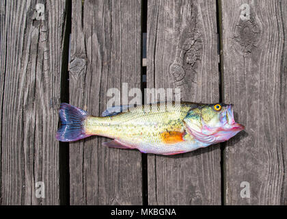 Bass di pesce pescato nel lago di estate Foto Stock