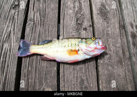 Bass di pesce catturato su sfondo di legno Foto Stock