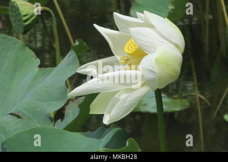 Fiori di loto a Sir Seewoosagur Ramgoolam giardino botanico Pamplemousses distretto, isola Maurizio. Foto Stock