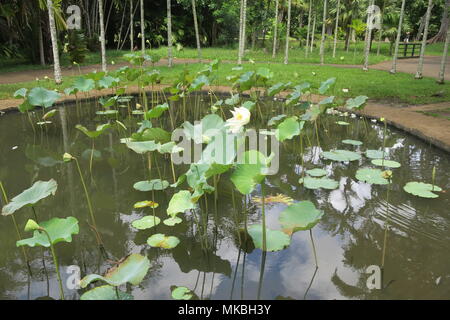 Fiori di loto a Sir Seewoosagur Ramgoolam giardino botanico Pamplemousses distretto, isola Maurizio. Foto Stock