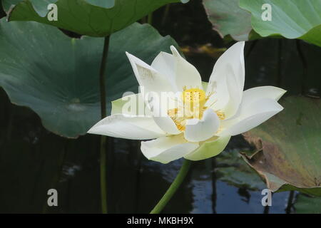 Fiori di loto a Sir Seewoosagur Ramgoolam giardino botanico Pamplemousses distretto, isola Maurizio. Foto Stock