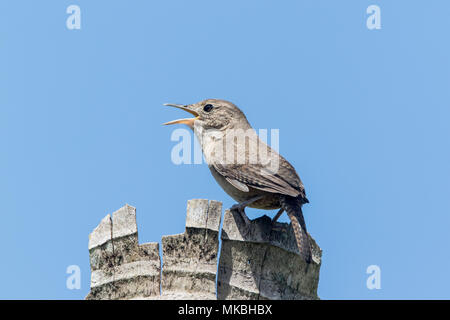 La casa dell'adulto wren Troglodytes aedon cantare mentre arroccato su dead Palm tree, Costa Rica Foto Stock