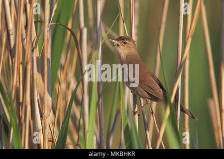 Luscinioides Locustella Foto Stock