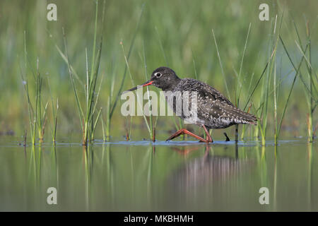Spotted redshank Foto Stock