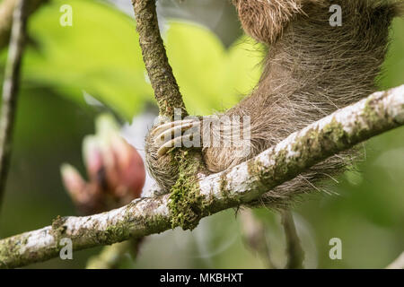 Marrone-throated sloth o il bradipo Bradypus variegatus che mostra il braccio per adulti con tre dita, Costa Rica Foto Stock