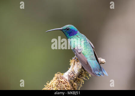 Minor violetear hummingbird Colibri cyanotus maschio adulto arroccato su ramoscello in Costa Rica Foto Stock