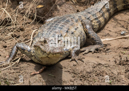 Spectacled Cayman crocodilus Caimano adulto in appoggio sul fango sulla riva del fiume, Costa Rica Foto Stock