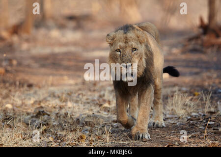 Maschio asiatico Leone al Gir forest, dell' India . Foto Stock