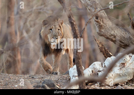 Maschio asiatico Leone al Gir forest, dell' India . Foto Stock