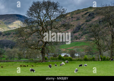 Herdwick pecore pascolano in Valle Troutbeck, al di sotto della linguetta, vicino a Windermere, Lake District, Cumbria Foto Stock