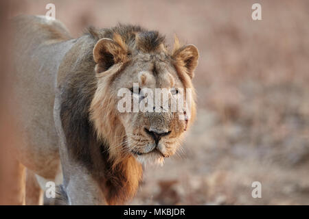 Maschio asiatico Leone al Gir forest, dell' India . Foto Stock