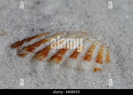 Close-up di un gigante Atlantico Cockle shell, Dinocardium robustum, trovato sepolto in sabbia vicino a Napoli, Florida Foto Stock