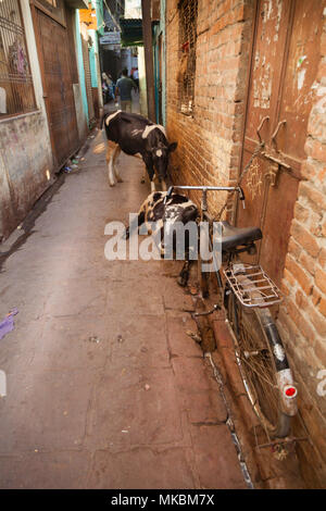 Passeggiando per i vicoli stretti di Varanasi si avvia non notare le biciclette e le vacche come sembrano essere dietro ogni angolo. Foto Stock