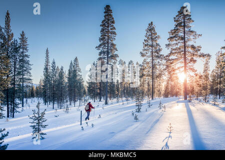 Vista panoramica dell'uomo sci di fondo su un tracciato in bella winter wonderland scenario in Scandinavia con scenic luce della sera al tramonto in win Foto Stock