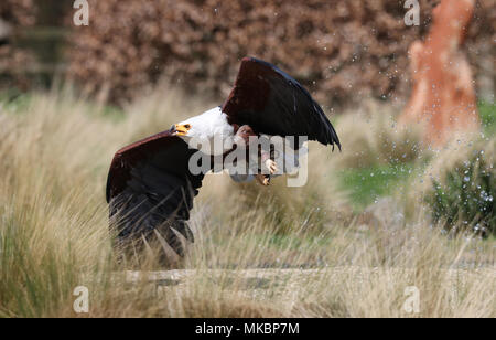 Close up di un Africano Sea Eagle in volo la cattura di cibo Foto Stock