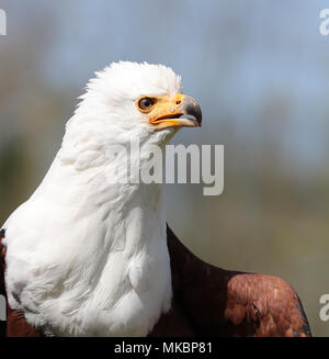 Vicino la testa e le spalle di un Africano Sea Eagle Foto Stock