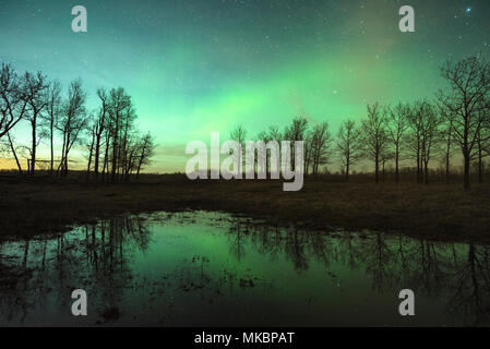 Luci del nord (Aurora Boreale e cielo stellato sopra la foresta, Elk Island National Park, Alberta, Canada Foto Stock