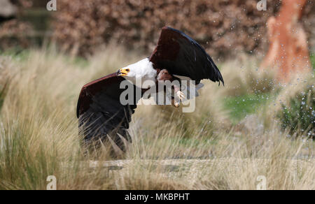 Close up di un Africano Sea Eagle in volo la cattura di cibo Foto Stock