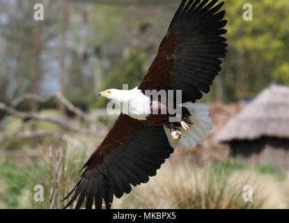 Close up di un Africano Sea Eagle in volo la cattura di cibo Foto Stock