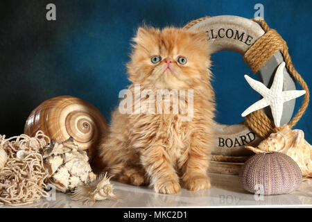 Gattino persiano, 7 settimane di età, lo zenzero Foto Stock