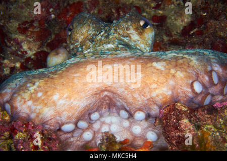 Polpo (Octopus vulgaris) ritratto nel Mar Mediterraneo (Formentera, isole Baleari, Spagna) Foto Stock