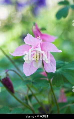 Aquilegia Magie di Primavera Rosa e Bianco. Foto Stock