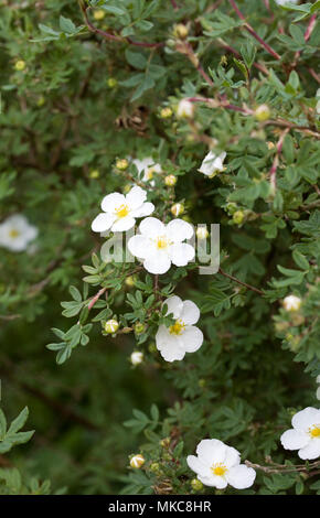 Potentilla fruticosa. Fiore bianco. arbustiva cinquefoil impianto. Foto Stock