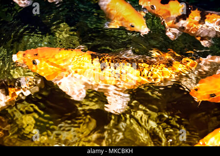 In acquario nuota un gran numero koi - un ornamentali pesci addomesticati, nativo per il Giappone. Foto Stock