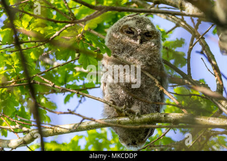 Allocco (Strix aluco) uno dei due owlets arroccato in un albero di circa un centinaio di metri da un adulto in una struttura silverbirch detto di essere la madre del gufo. Foto Stock