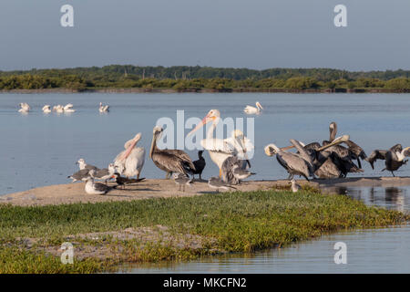 La diversità di uccello durante la stagione migratoria in Messico. Bianco e Marrone di pellicani, gabbiani, cormoran skimmer e condividere una striscia di sabbia mentre si riposano onu Foto Stock