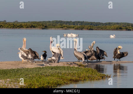 La diversità di uccello durante la stagione migratoria in Messico. Bianco e Marrone di pellicani, gabbiani, cormoran skimmer e condividere una striscia di sabbia mentre si riposano onu Foto Stock