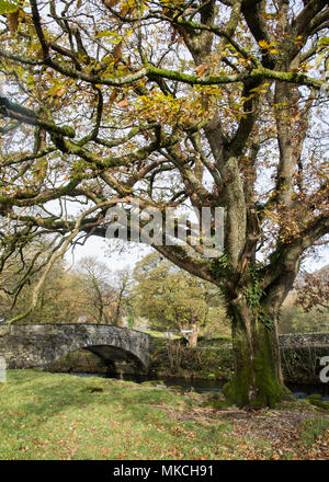 Una grande quercia visualizza i colori autunnali accanto al fiume Rothay e un tradizionale di pietra il ponte di arco vicino a Ambleside in Inghilterra del Lake District Nationa Foto Stock