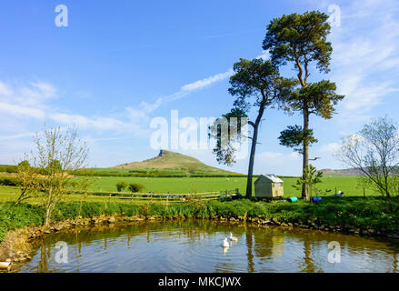 Roseberry Topping in Cleveland Hills visto dalla fattoria Aireyholme grande Ayton in primavera Foto Stock