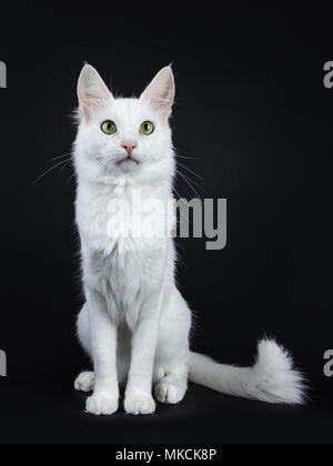 Bianco fisso Angora Turco gatto con gli occhi verdi seduto rivolto verso la parte anteriore con la coda accanto a corpo isolato su sfondo nero guardando accanto a fotocamera Foto Stock