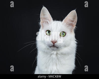 Colpo alla testa di solido bianco Angora Turco gatto con gli occhi verdi isolati su sfondo nero guardando la fotocamera Foto Stock